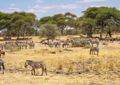 A herd of zebras grazes on dry grass in a savanna landscape with scattered acacia trees under a blue sky, and more zebras and wildebeest visible in the background.