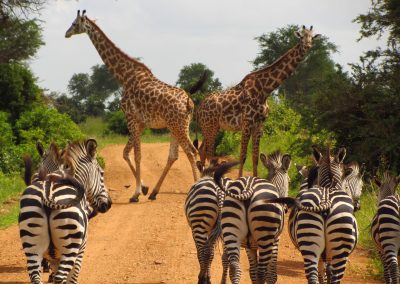 A group of zebras walks along a dirt road towards two giraffes crossing the path in a lush, green savannah landscape. Trees and vegetation are visible on both sides of the road.