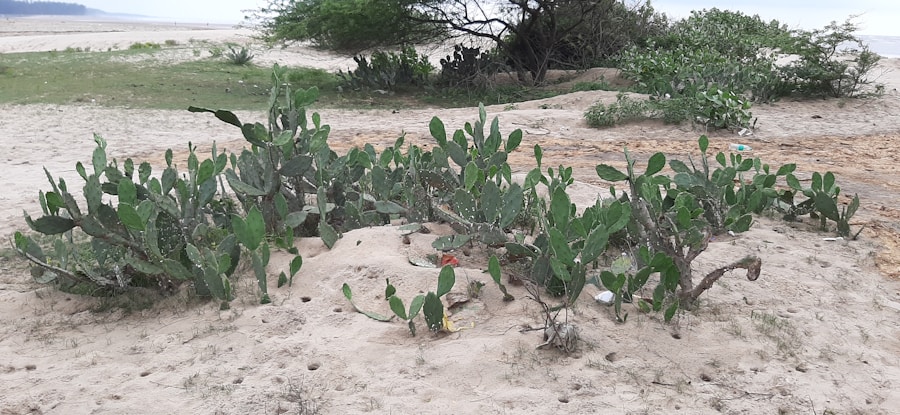 Photo The Flora and Fauna of Somalia