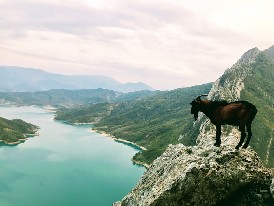 Photo The Flora and Fauna of Albania