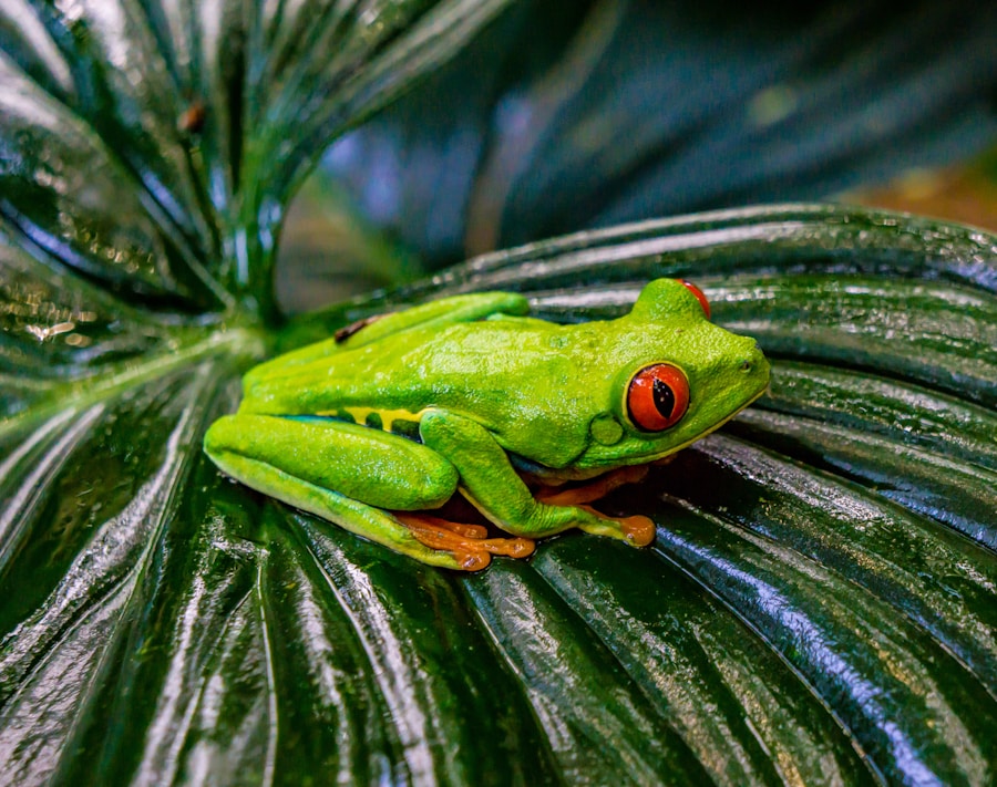 Photo The Flora and Fauna of Costa Rica