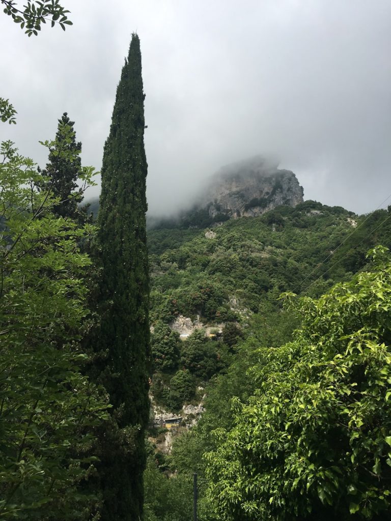 Photo The Flora and Fauna of Montserrat