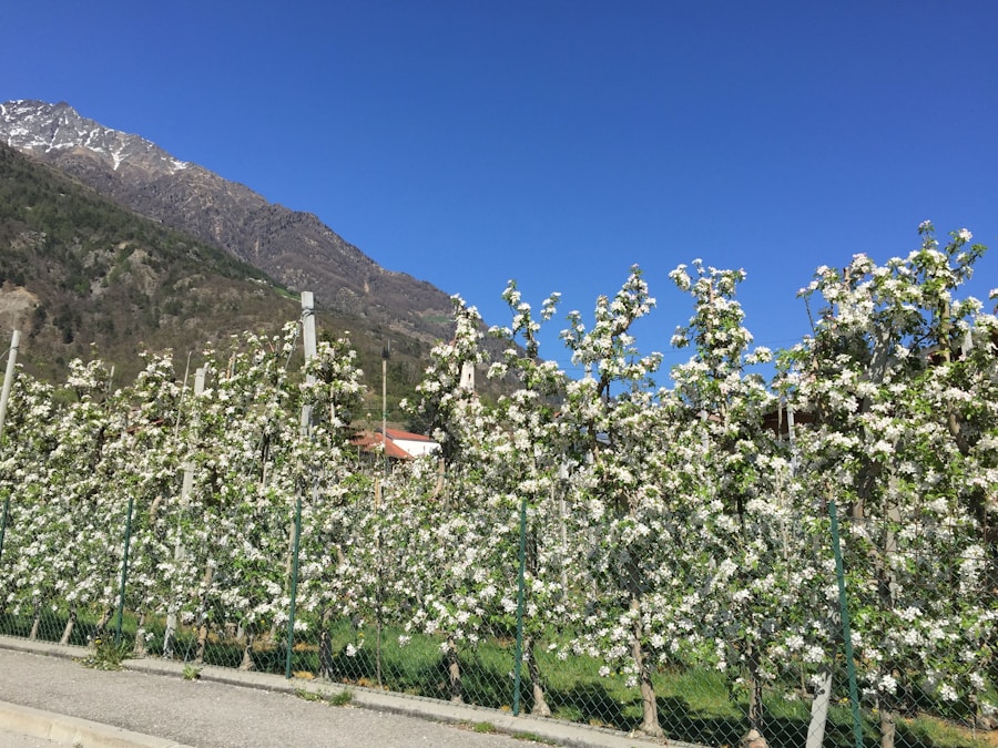 Photo The Flora and Fauna of Andorra