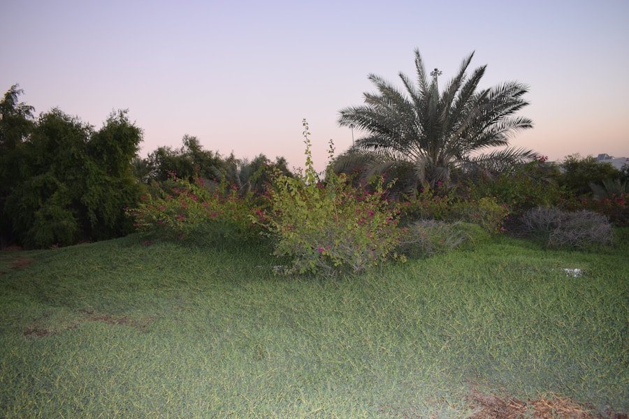 Photo The Flora and Fauna of United Arab Emirates
