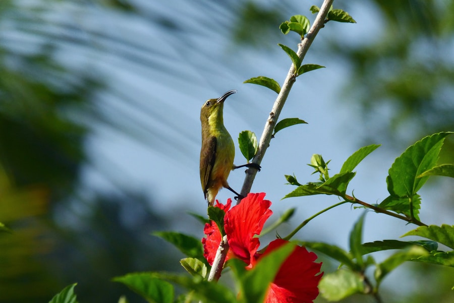 Photo The Flora and Fauna of Cuba