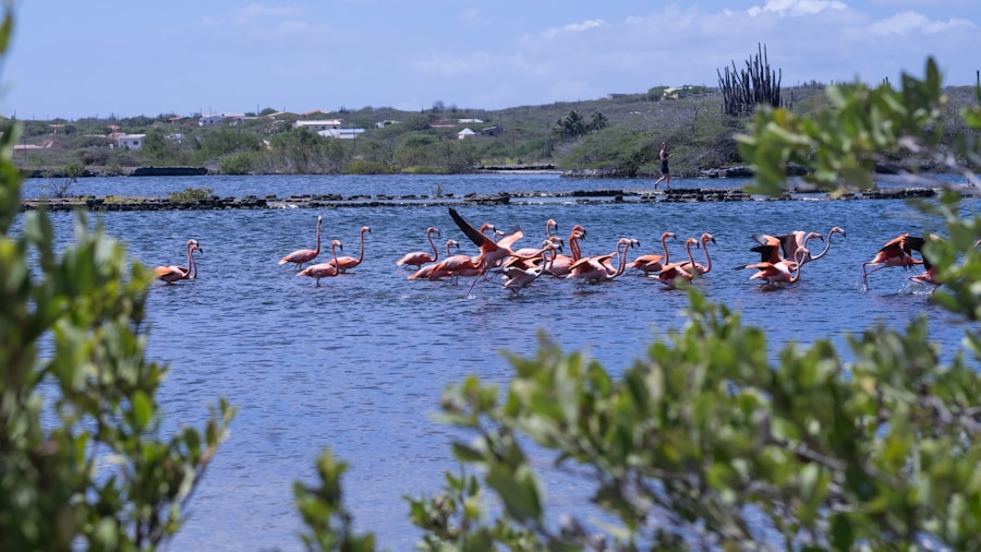 Photo The Flora and Fauna of Curaçao