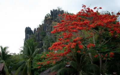 Exploring the Rich Flora and Fauna of Mauritius