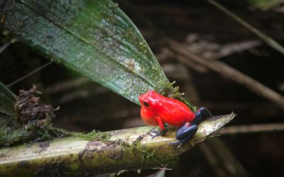 Exploring the Flora and Fauna of Christmas Island
