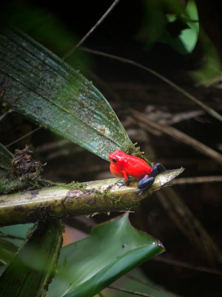 Photo The Flora and Fauna of Christmas Island