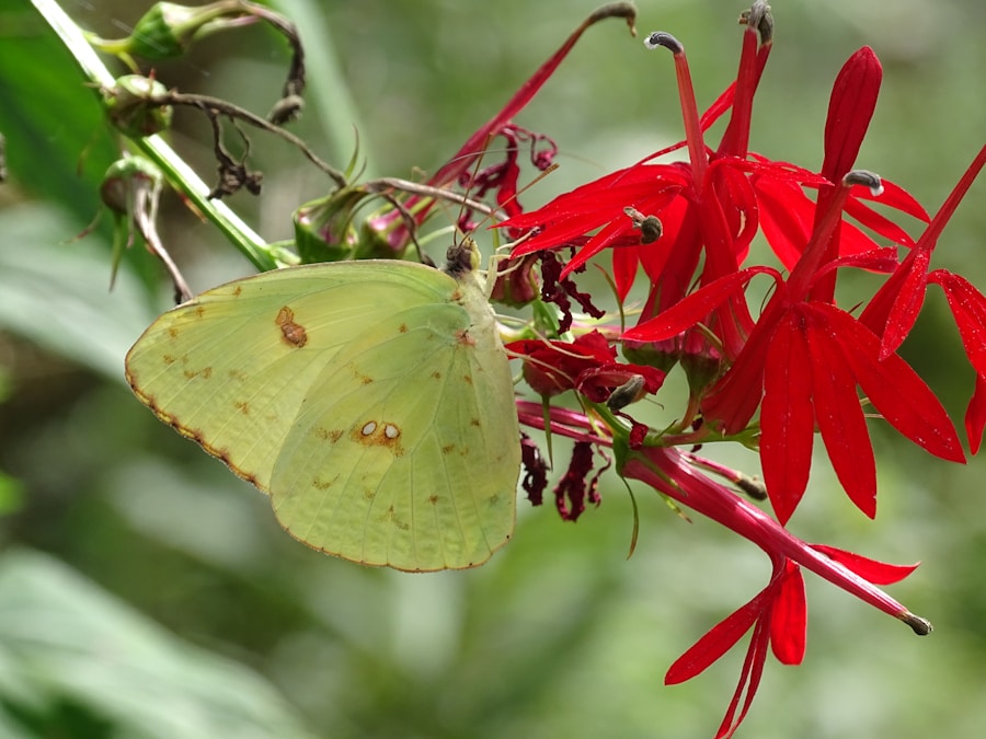 Photo The Flora and Fauna of Haiti