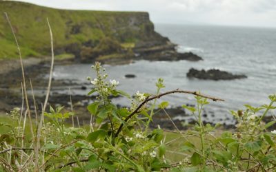 Exploring the Rich Flora and Fauna of Isle of Man