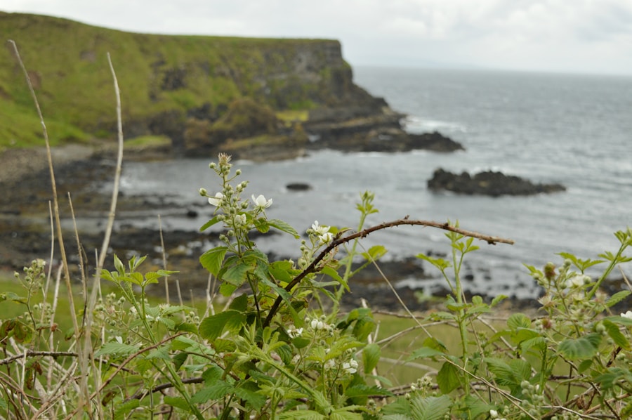 Photo The Flora and Fauna of Isle of Man