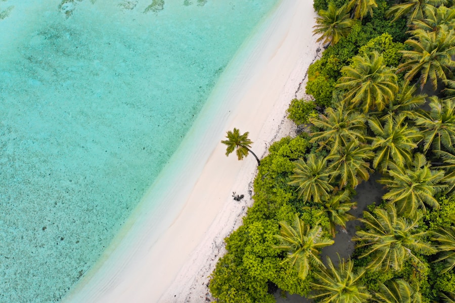 Photo The Flora and Fauna of the Maldives