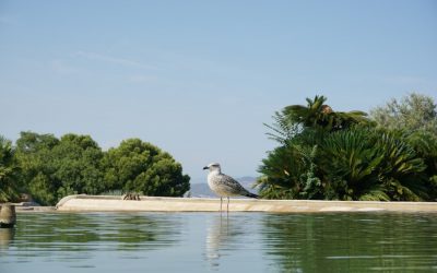 Exploring the Wildlife of French Southern Territories