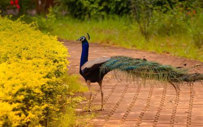 Exploring the Rich Flora and Fauna of India