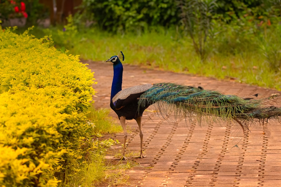 Photo The Flora and Fauna of India