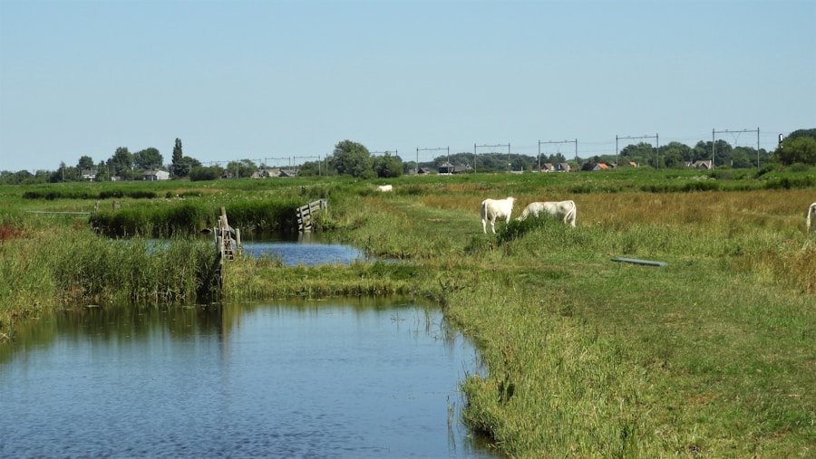 Photo The Flora and Fauna of Belgium