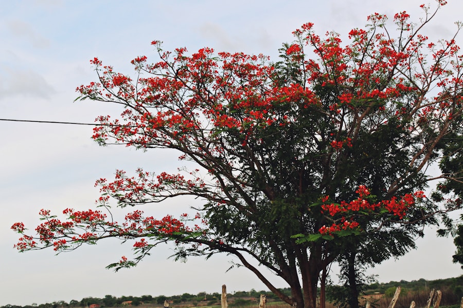 Photo The Flora and Fauna of Angola