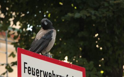 Discovering the Rich Flora and Fauna of Germany