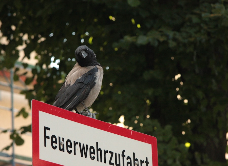 Photo The Flora and Fauna of Germany