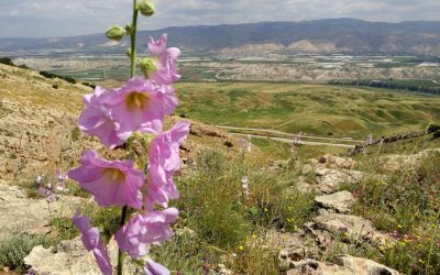 Exploring the Rich Flora and Fauna of Iran