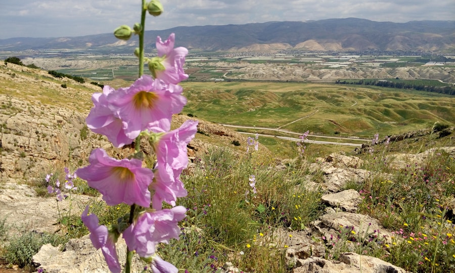 Photo The Flora and Fauna of Iran