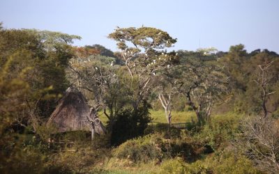 Exploring the Rich Flora and Fauna of Mozambique