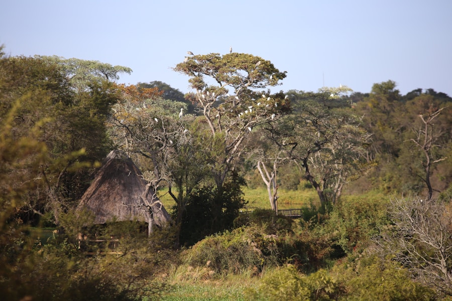 Photo The Flora and Fauna of Mozambique
