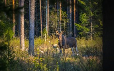 Exploring the Flora and Fauna of Sweden