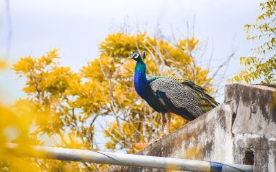 Exploring the Wildlife of Bonaire, Sint Eustatius and Saba