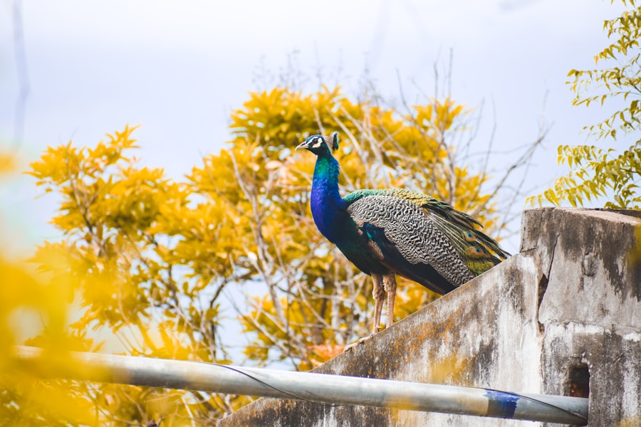 Photo The Flora and Fauna of Bonaire, Sint Eustatius and Saba