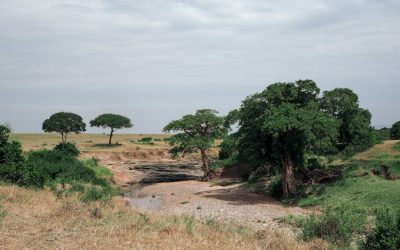 Exploring the Flora and Fauna of Burkina Faso