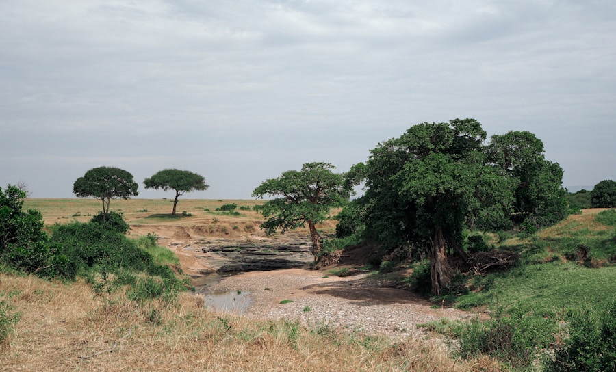Photo The Flora and Fauna of Burkina Faso