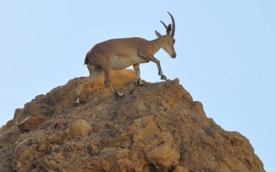 Exploring the Wildlife of Djibouti: The Flora and Fauna