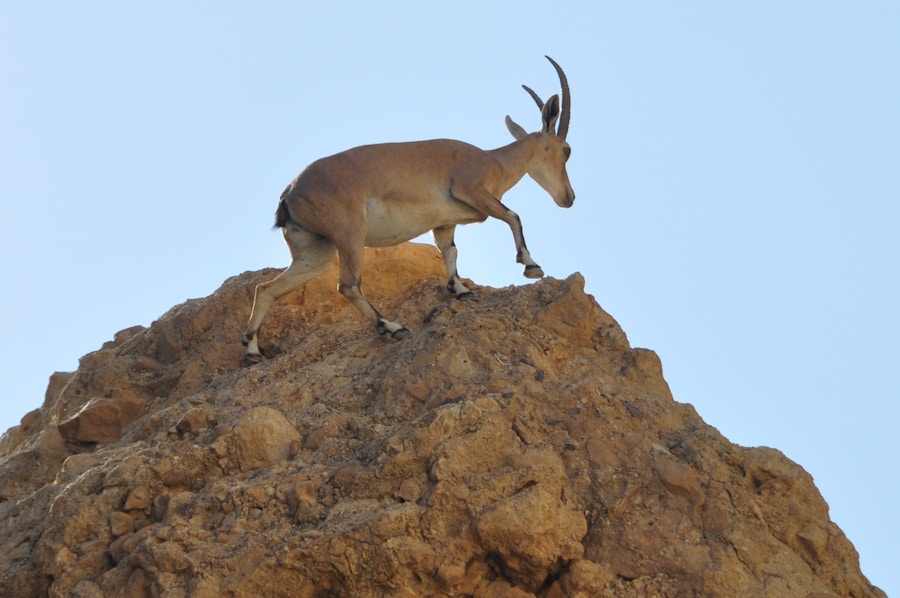 Photo The Flora and Fauna of Djibouti