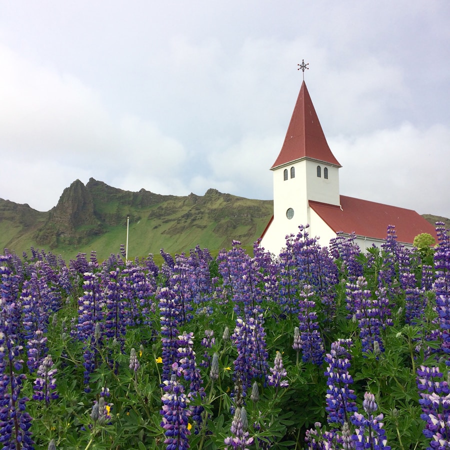 Photo The Flora and Fauna of Iceland