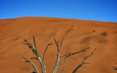 Exploring the Rich Flora and Fauna of Namibia