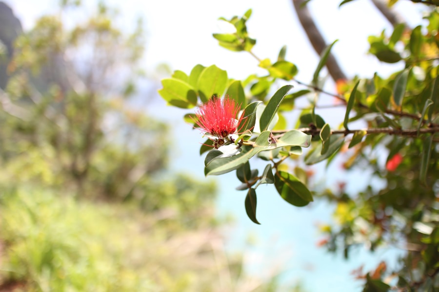 Photo The Flora and Fauna of Anguilla