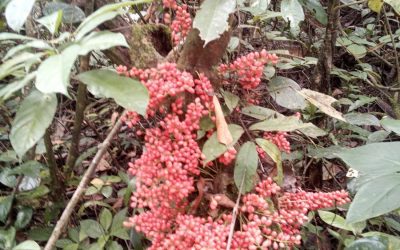 Exploring the Flora and Fauna of Bangladesh