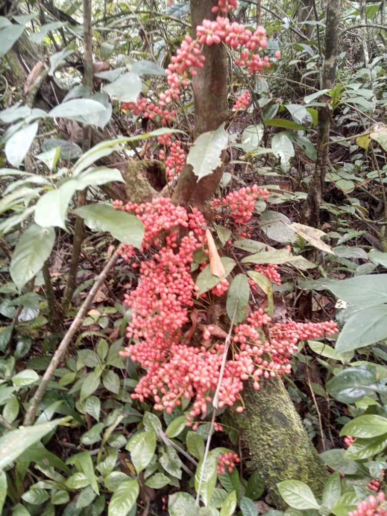 Photo The Flora and Fauna of Bangladesh