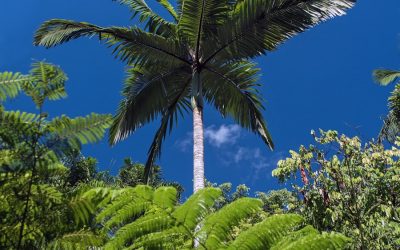 Discovering the Biodiversity of New Caledonia: The Flora and Fauna