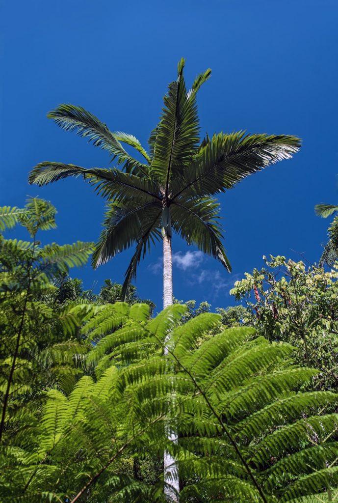 Photo The Flora and Fauna of New Caledonia
