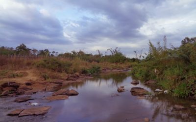 Exploring the Wildlife of Eswatini