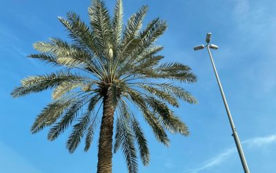 Discovering the Flora and Fauna of Bahrain