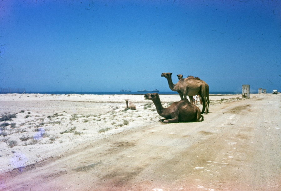 Photo The Flora and Fauna of Mauritania