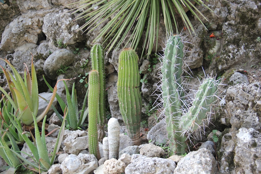 Photo The Flora and Fauna of Aruba
