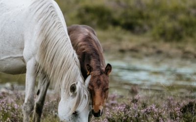 Exploring the Rich Flora and Fauna of Denmark