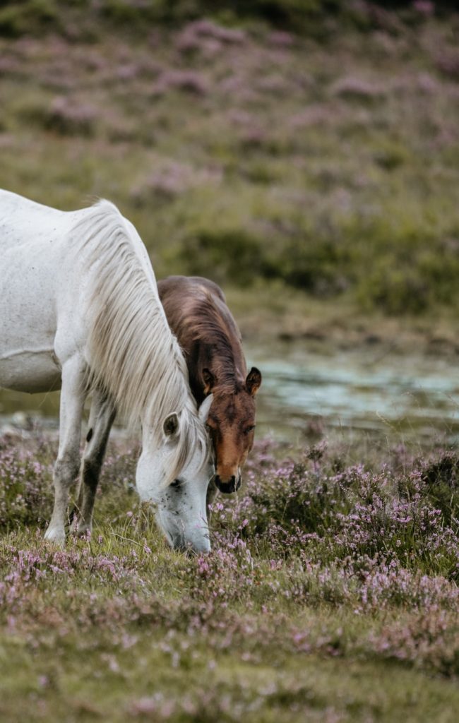 Photo The Flora and Fauna of Denmark