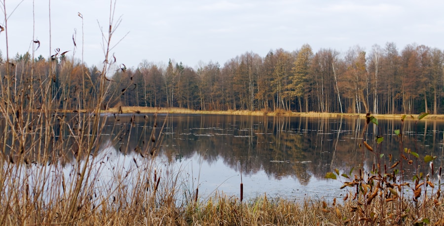 Photo The Flora and Fauna of Belarus