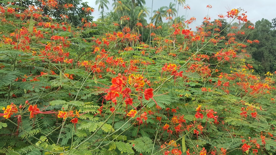 Photo The Flora and Fauna of Ghana